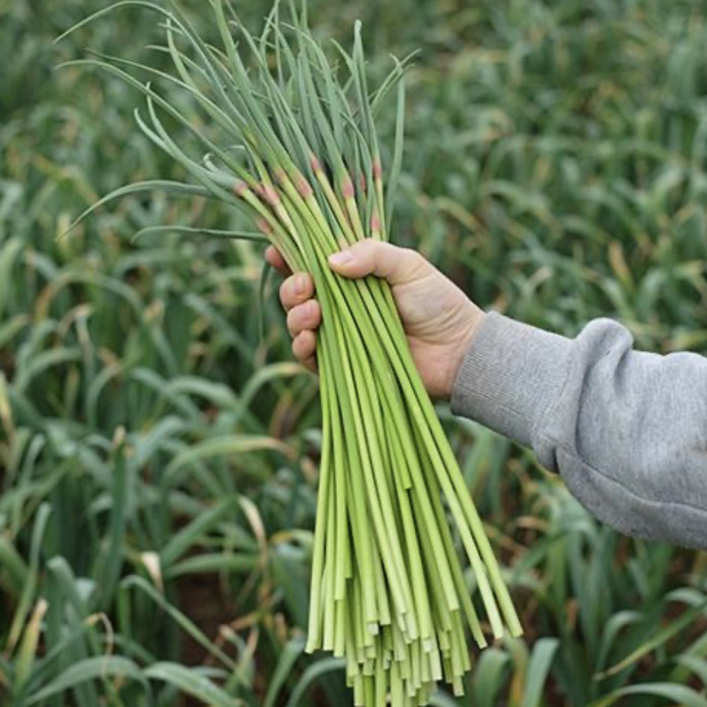 A hand holding a fresh bundle of cut garlic scapes at the edge of a garlic field